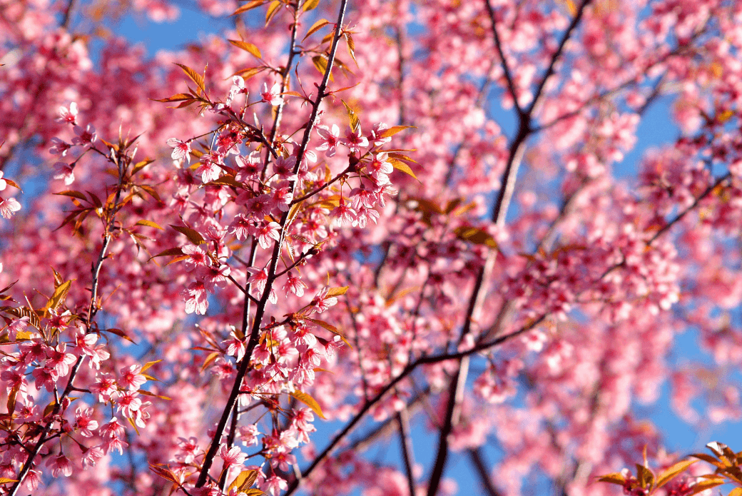 Sakura Mevsimi için Japonya'yı Ne Zaman Ziyaret Etmelisiniz?